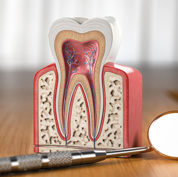 Model of inside of tooth sitting next to dental mirror