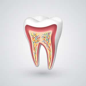 enamel - how teeth protect themselves