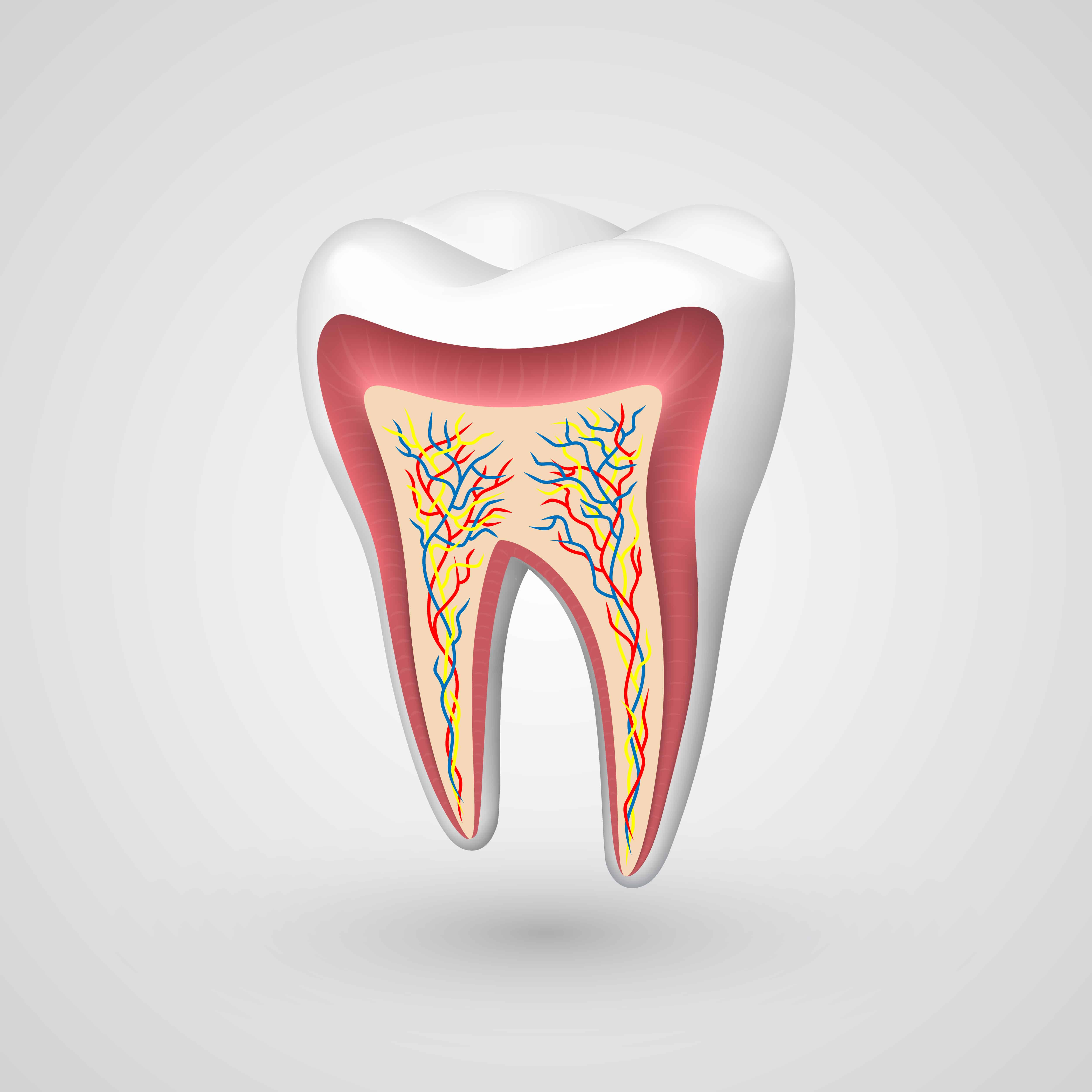 Enamel How Teeth Protect Themselves Grand Prairie TX
