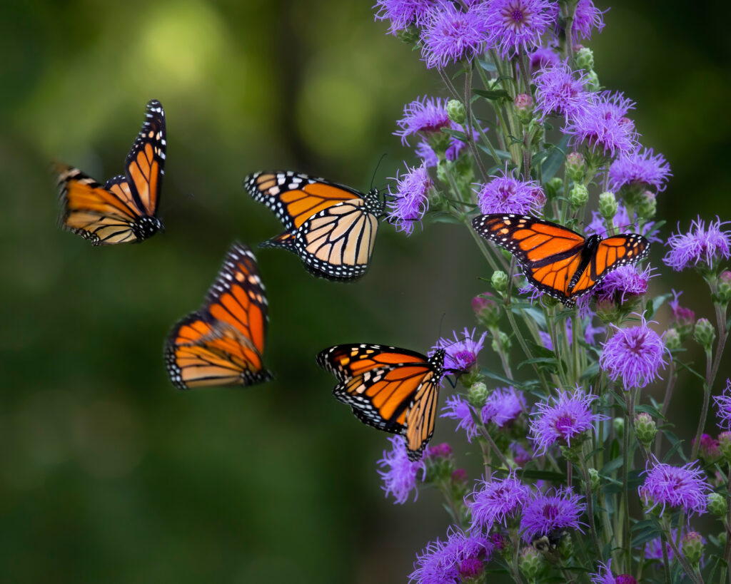 grand prairie community events